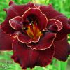 Hemerocallis Night Embers